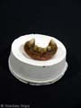 DUNGEONS & DRAGONS Half-Orc Teeth MOVIE PROPS