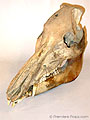 "JURASSIC PARK 3" Dinosaur Skull Prop