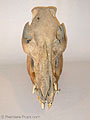 "JURASSIC PARK 3" Dinosaur Skull Prop